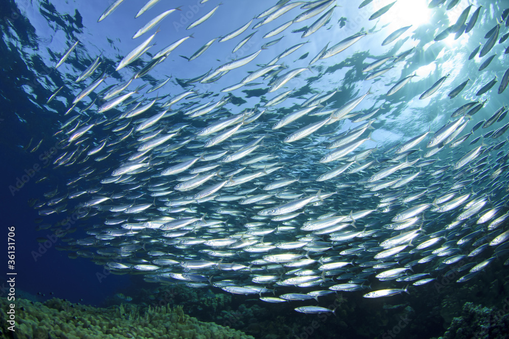 Why Choose Our Fish Oils?