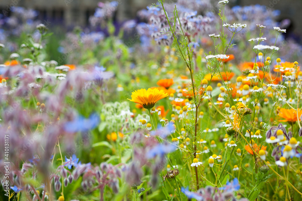 Harnessing Nature’s Remedies
